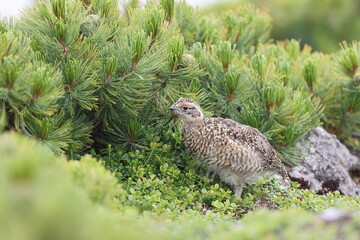 Rock ptarmigan (Lagopus muta japonica) in Japan