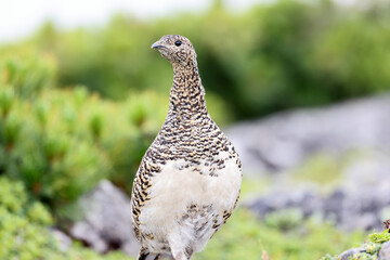 Rock ptarmigan (Lagopus muta japonica) in Japan