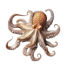 Obraz premium Yellow Octopus with tranparent background