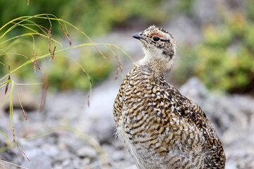 Rock ptarmigan (Lagopus muta japonica) in Japan