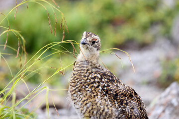 Rock ptarmigan (Lagopus muta japonica) in Japan
