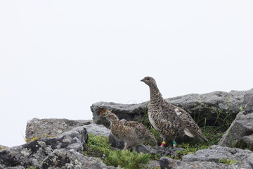 Rock ptarmigan (Lagopus muta japonica) in Japan