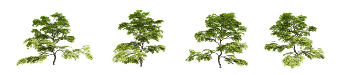 Fototapeta premium Acer palmatum trees on transparent background, 3d render illustration.