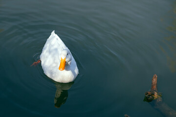 Domestic duck swimming in the lake