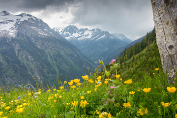 Fototapeta na wymiar Blumenwiese mit Blick in die Alpen