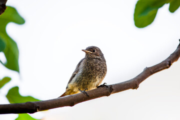 Black redstart fluffy chick with short orange tail. Juvenile blackstart birdie (phoenicurus ochruros) sitting on thin branch isolated on white background