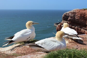 A bunch of northern gannets chilling on the cliff