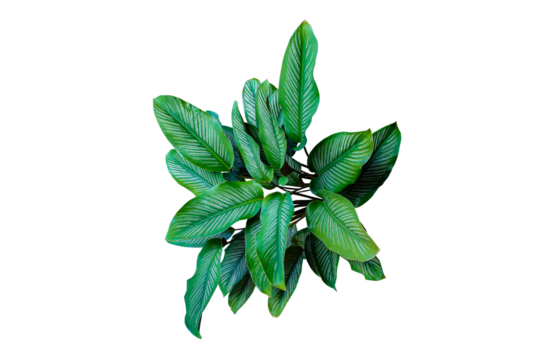 Calathea Ornata (Pin stripe Calathea) the popular ornamental tree plant isolated on transparent background. PNG transparency