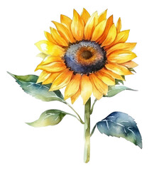 Watercolor sunflower isolated. Generative AI.