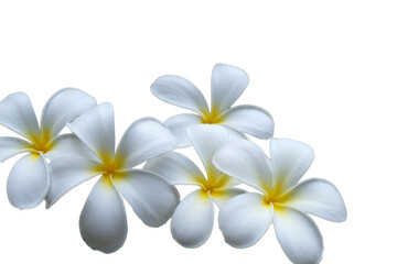 Fototapeta na wymiar Close up petal of white Plumeria flower or white flower isolated use for web design and wallpaper background