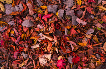 カラフルな落ち葉たち