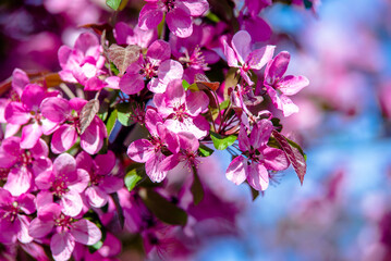 Blooming decorative apple tree with red flowers
