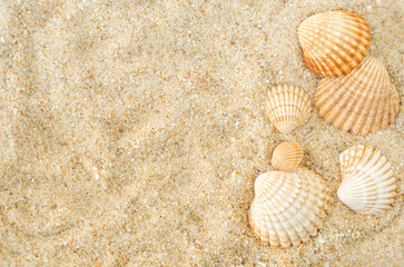Fototapeta na wymiar Beautiful seashells on the sand. Beach background. Top view, copy space, selective focus.