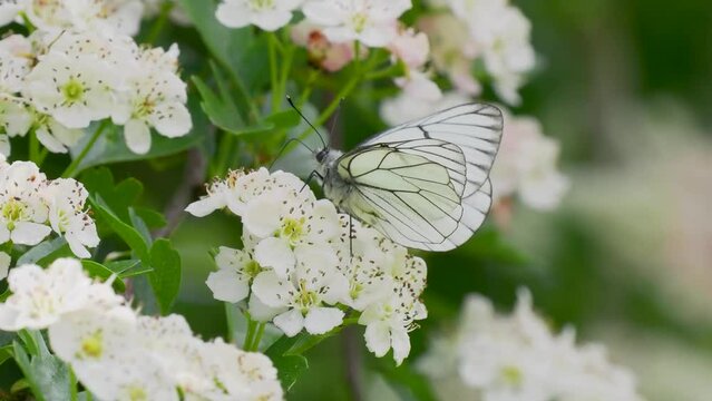 A Black-veined White Butterfly. It went extinct in the Uk in 1925. This one was seen in the Uk on 31.5.23 at Hutchinson's Bank, Croydon.