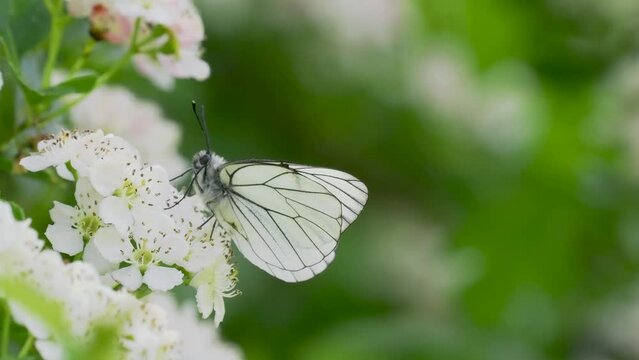 A Black-veined White Butterfly. It went extinct in the Uk in 1925. This one was seen in the Uk on 31.5.23 at Hutchinson's Bank, Croydon.