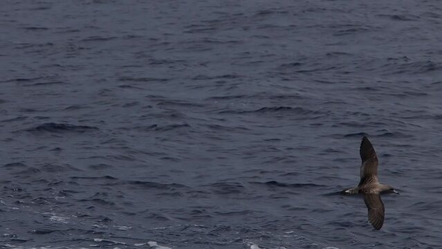 cory shearwater Calonectris diomedea flying on the blue mediterranean sea slow motion footage