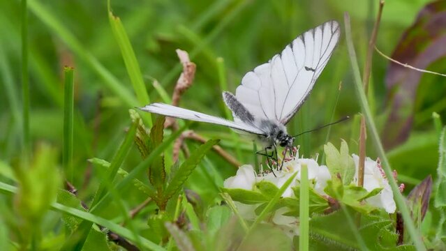 A Black-veined White Butterfly. It went extinct in the Uk in 1925. This one was seen in the Uk on 31.5.23 at Hutchinson's Bank, Croydon.
