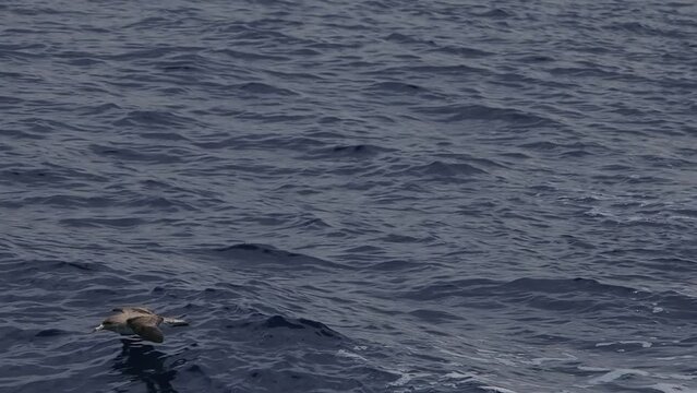 cory shearwater Calonectris diomedea flying on the blue mediterranean sea slow motion footage
