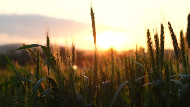 Ears of wheat at sunset