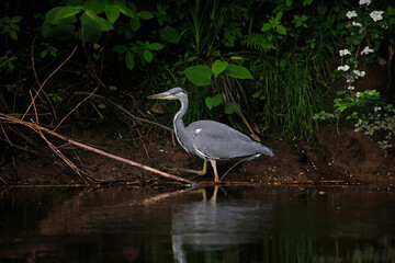 Grey heron hunting in the shadows