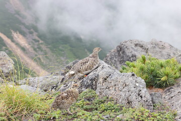 Rock ptarmigan (Lagopus muta japonica) in Japan