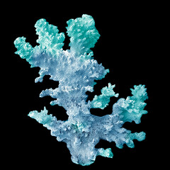 Coral isolated on black background © Dmitry