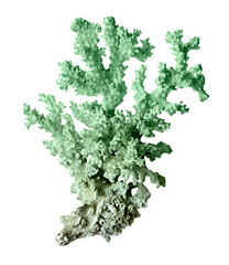 Coral isolated on white background © Dmitry
