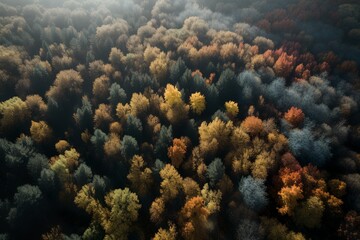 trees in the forest, aerial view, autumn morning lights, generative ai