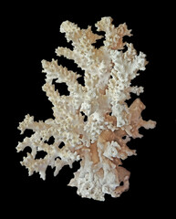 Coral isolated on black background © Dmitry