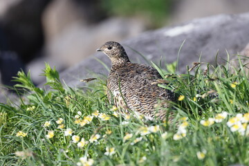Rock ptarmigan (Lagopus muta japonica) in Japan