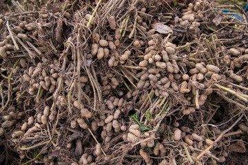 Stacked harvest peanuts in the soil in the field