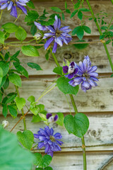 きれいに並んだテッセンの花