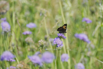 Small Tortoiseshell Butterfly (Aglais urticae) sitting on a small scabious in Zurich, Switzerland