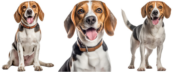 Fototapety  Dog collection, happy beagle set (portrait, sitting and standing) isolated on white background as transparent PNG, generative AI animal bundle