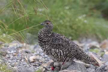 Rock ptarmigan (Lagopus muta japonica) in Japan