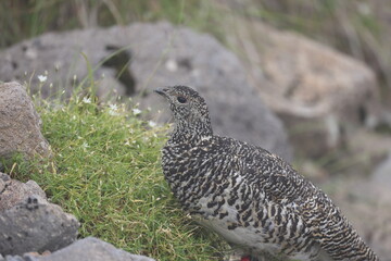 Rock ptarmigan (Lagopus muta japonica) in Japan