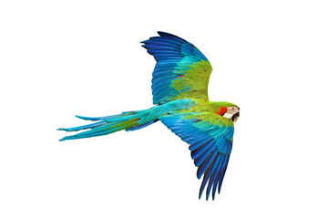 Colorful flying parrot isolated on transparent background png file