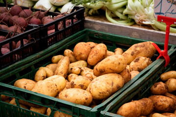 Crop of farmer's potatoes from Puglia Italy - largest supplier of potato in Italy