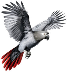 Flying african grey parrot isolated on white background as transparent PNG, generative AI animal © Flowal93