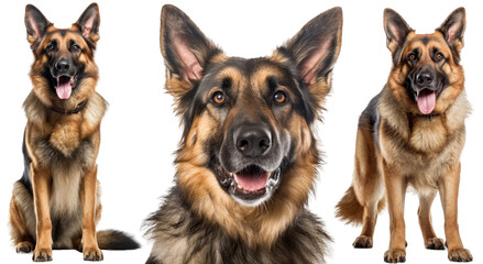 Collection of three dogs, happy german shepherds set (portrait, sitting and standing) isolated on white background as transparent PNG, generative AI animal bundle - obrazy, fototapety, plakaty