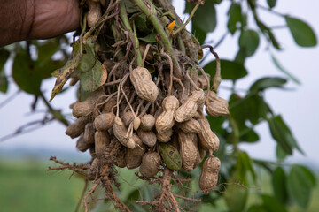one bunch of peanuts with blurred background. Selective focus
