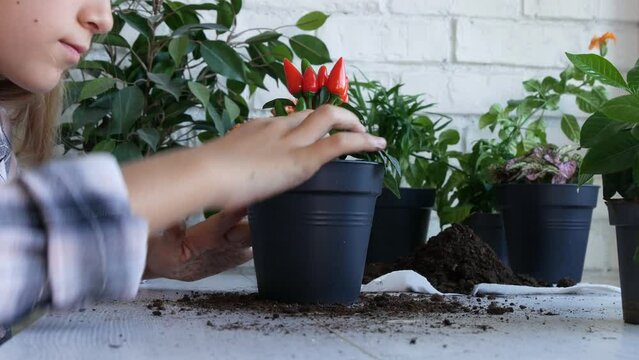 Kid Planting Pepper in Pot, Child Watering Plants, Teenager Girl in Agriculture
