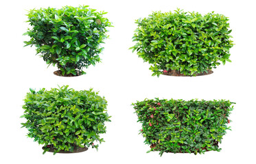 Obraz premium Ixora Red needle flower. (png)Ornamental plants and evergreen shrubs (shrubs) square shape. For making fences and decorating the garden for beauty. Collection 2 trees. (png)