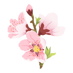 Peach blooming tree branch. Peach blossom pink flowers. Big set flat vector spring flowers. 
