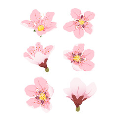 Peach flowers from different angles. Peach blossom pink flowers. Big set flat vector spring flowers. Peach flowers from different angles.