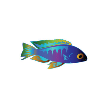 recommend clip art: set of cichlid fish vector isolated on white background. animal, sea, fish, fishing, cichlid, cichlid fish, aquarium, pet, decorative fish, freshwater, blue, sticker, clipart, vector illustration.