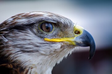 close up of a eagle
