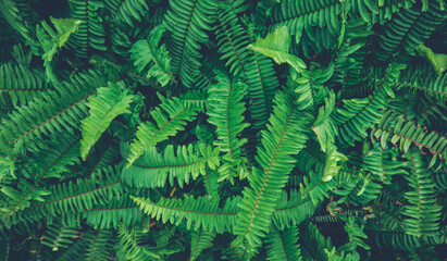 Fototapeta na wymiar Ferns in the forest. Natural floral fern background. Natural green fern pattern. Close up fern leaves.