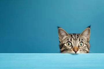 Foto op Aluminium Frightened Cat Peeks Behind Corner. Generative AI ©  Creative_studio
