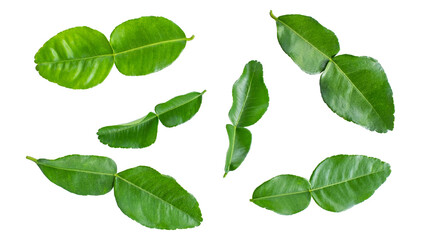 Group of Green Bergamot leaf  isolated on transparent background, Lime leaf, Lemon leaf, leaves,PNG File - obrazy, fototapety, plakaty